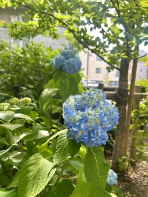 KONOSUKE(ｺｳﾉｽｹ) 紫陽花咲いてた