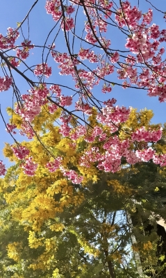 RINKO(ﾘﾝｺ) 今年の桜は早いみたい🌸