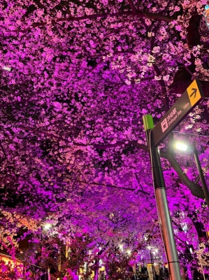 HIROOMI(ﾋﾛｵﾐ) 渋谷の桜