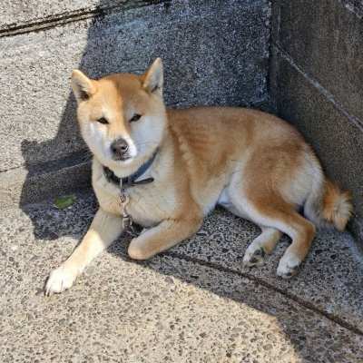 JIROU(ｼﾞﾛｳ) 柴🐕