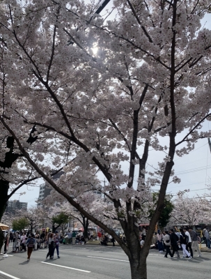 ASAHI(ｱｻﾋ) 桜の季節
