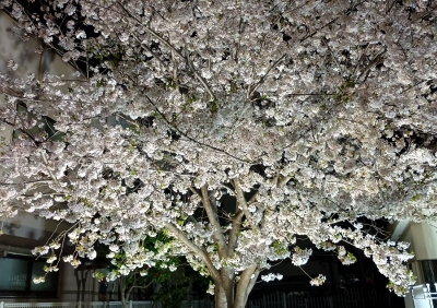 KOYOI(ｺﾖｲ) 迫力