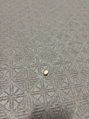 NOBU（ﾉﾌﾞ） 豆落ちてるねん！