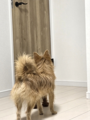 SEIICHIRO(ｾｲｲﾁﾛｳ) 扉押して勝手に入ったけど閉まって出られなくなった件(犬)について