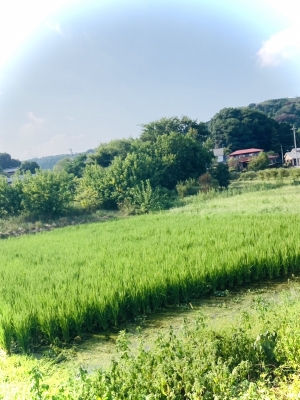 MOCHI（ﾓﾁ） 田んぼピ。