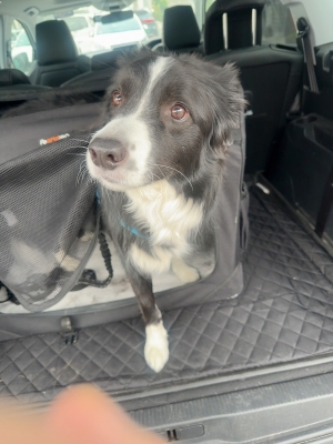 ATSUMU（ｱﾂﾑ） トリミングサロン