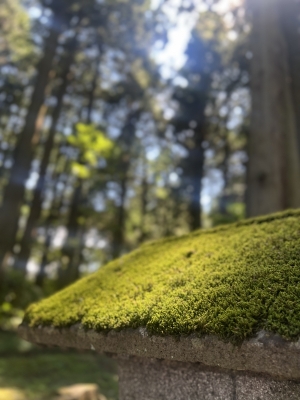 WAKA(ﾜｶ) ゆっくりした日曜