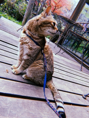 MOCHI(モチ) まだ生きているよ。