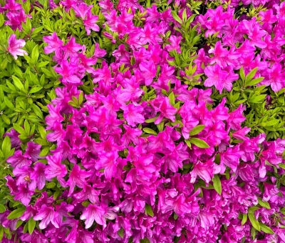 MIKITO(ﾐｷﾄ) 吸うやつ