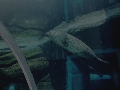 HIIRAGI(ﾋｲﾗｷﾞ) 水族館