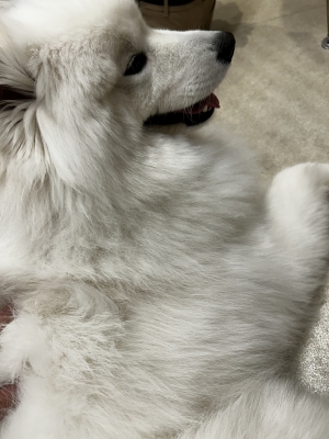 AMANE(ｱﾏﾈ) あまねってどんなやつなん