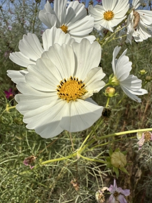 FUKAMI(フカミ) お花