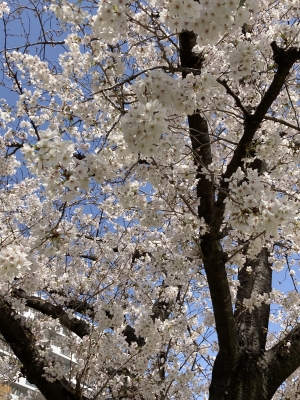 REI（ﾚｲ） 桜だー！