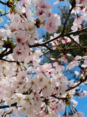 MIYAVI(ﾐﾔﾋﾞ) 桜