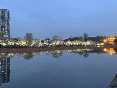 SHINNOSUKE(ｼﾝﾉｽｹ) 桜の季節