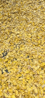 AO(アオ) 黄色い絨毯