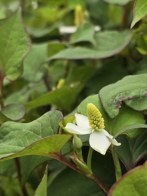 TOBARI(ﾄﾊﾞﾘ) 何の花でしょう？
