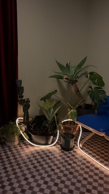 JOJO(ｼﾞｮｼﾞｮ) 植物やめたん？🌿