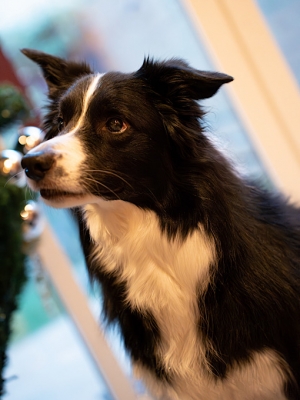 ATSUMU(アツム) ノエルの宣材写真