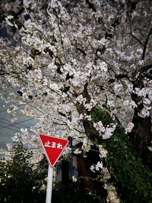 KENTAROU(ケンタロウ) お花見ダッシュ
