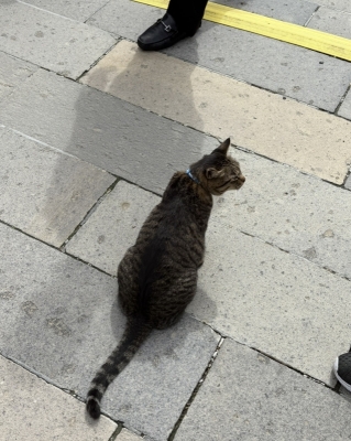 MASH(ﾏｯｼｭ) かわいいっ！