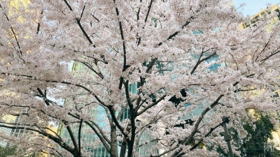 KOUKI(ｺｳｷ) 桜の季節か