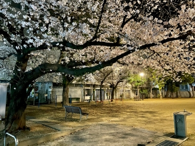RUTO(ﾙﾄ) 夜桜