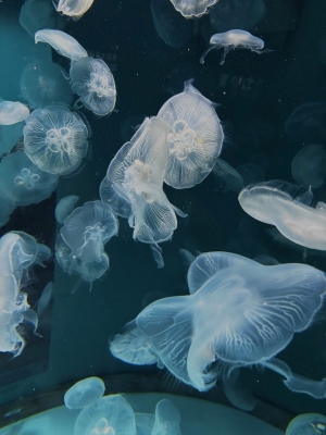 ARAN(アラン） 必要な毒