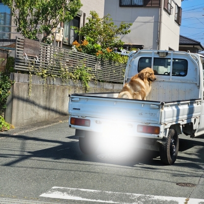 JIROU(ｼﾞﾛｳ) 荷台に🐶