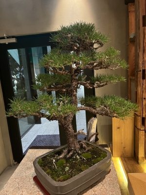 NINA（ﾆｲﾅ） 盆栽