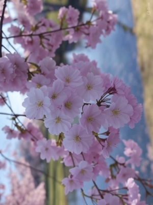 KOYOMI(ｺﾖﾐ) 【もうすぐだ】