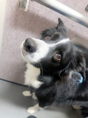 ATSUMU（ｱﾂﾑ） 好調なノエル