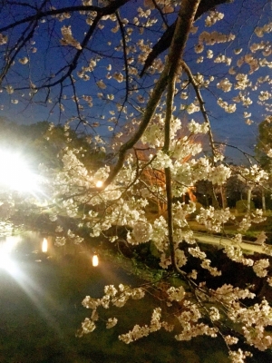 MISAKI(ﾐｻｷ) 夜桜