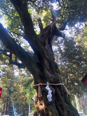 RINTAROU(ﾘﾝﾀﾛｳ) 馬に見える木🐴🌳