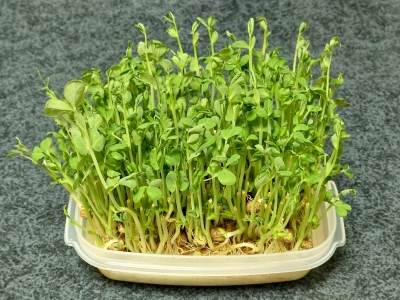RIMURU(ﾘﾑﾙ) 🌿🌿🌿