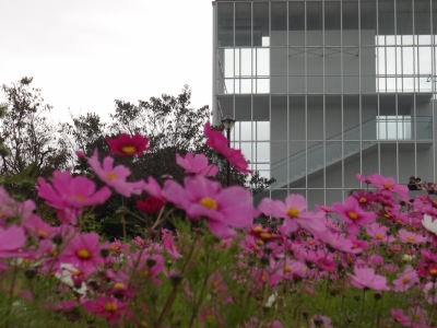 MASH(マッシュ) 秋桜曇天