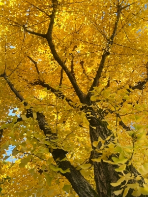 KONOSUKE(コウノスケ) 🐥