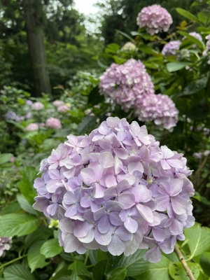 MINORI(ﾐﾉﾘ) 紫陽花
