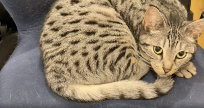 GEN(ｹﾞﾝ) ただの息子自慢でございます