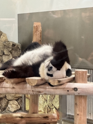 SEI(ｾｲ) 🐼💤
