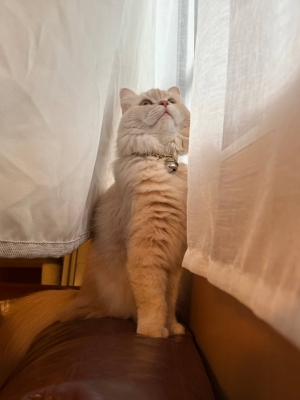 BOSS(ボス) (^ට ‧̫ ට^)੭