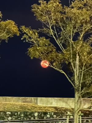 AOI （アオイ） 2/3空き状況