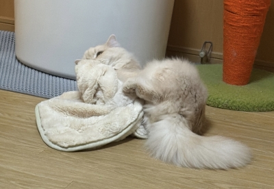 BOSS(ﾎﾞｽ) (^ට ‧̫ ට^)੭