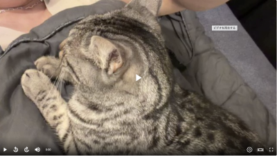 GEN(ｹﾞﾝ) 愛猫とイチャイチャ