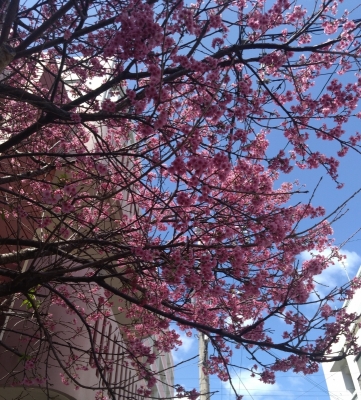 TAKEMICHI(ﾀｹﾐﾁ) 桜シーズン🌸