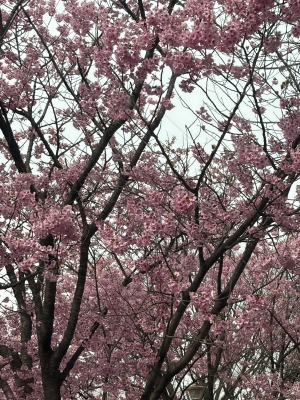 MIFUYU(ﾐﾌﾕ) 河津桜