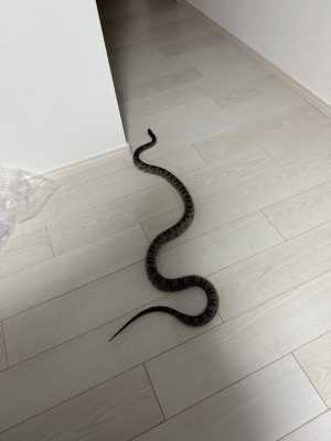 KURERO(クレロ) 僕の家族の紹介