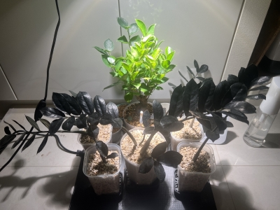 CHATARO(ﾁｬﾀﾛｳ) し、し、し、しん