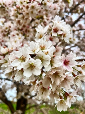 HAREMICHI(ﾊﾚﾐﾁ) 桜