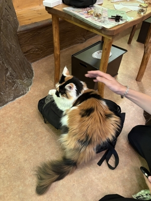 MASH(ﾏｯｼｭ) リュックにのっかる猫👀